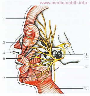 nervus facijalis