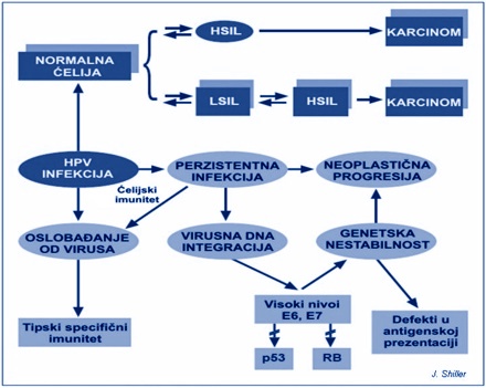 hpv_karcinogeneza hpv karcinogeneza