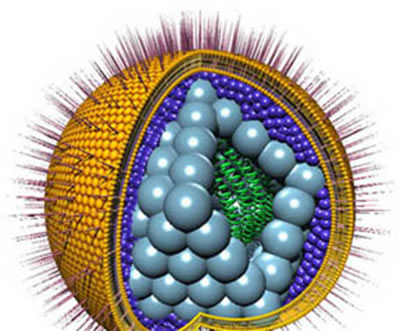 HERPES VIRUS 6 HERPES VIRUS 6