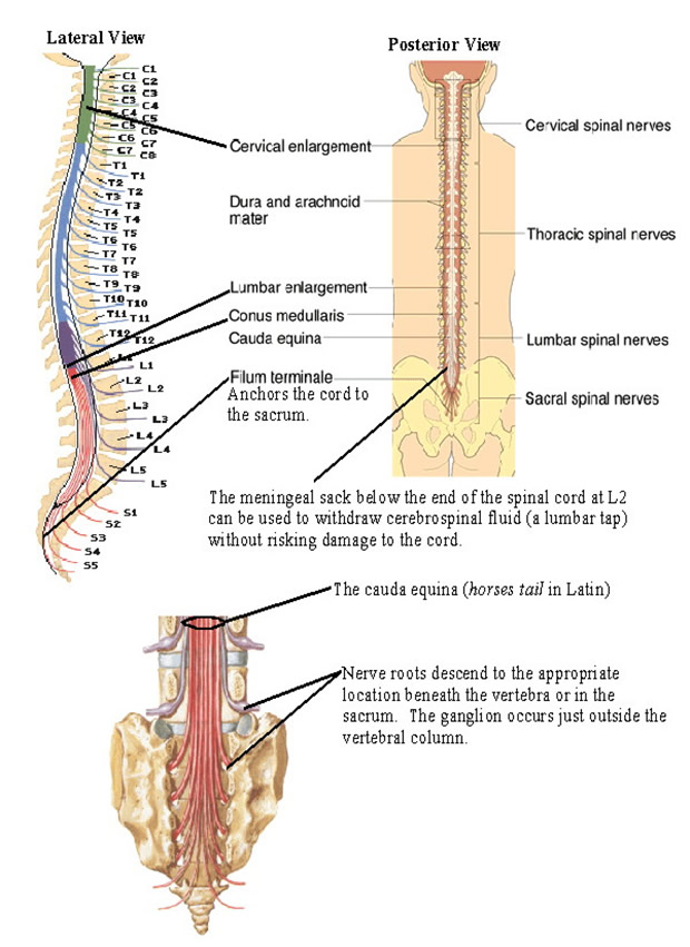 medulla spinalis medulla spinalis