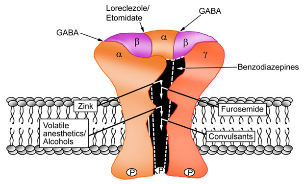 receptor GABA receptor GABA