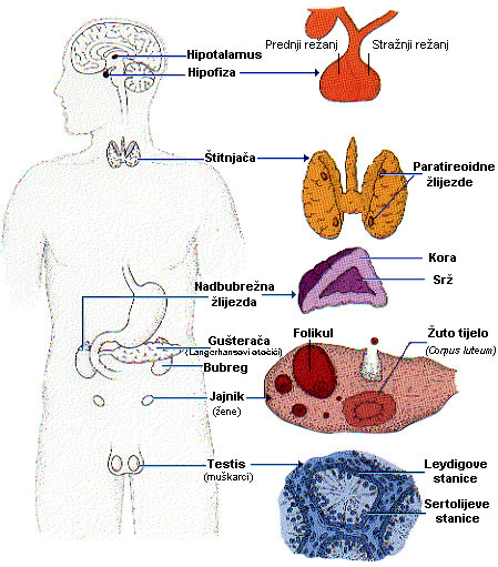 Hormoni Zdravlje Medicina Lijecenje Zdravstveni Portal Hormoni Zdravlje Medicina Lijecenje Zdravstveni Portal