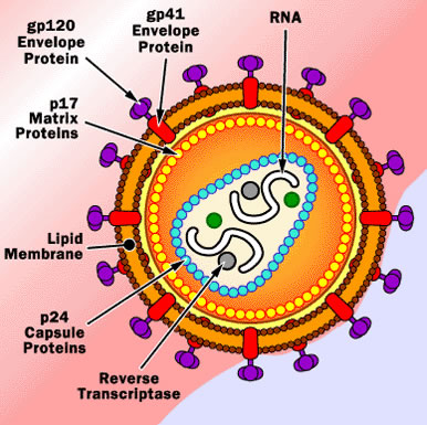 hiv virus hiv virus