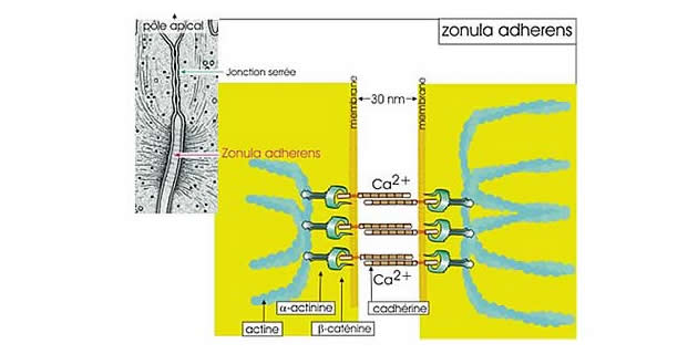 Zonula adherens Zonula adherens