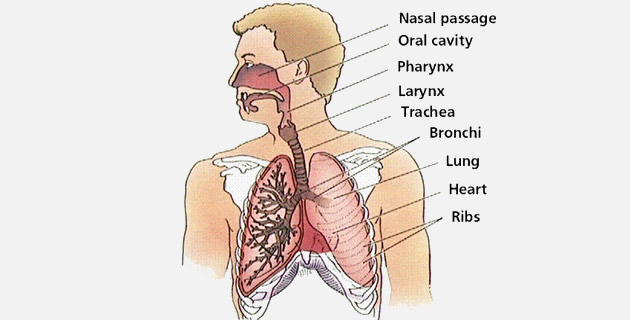 respiratorni sistem Respiratorni sistem