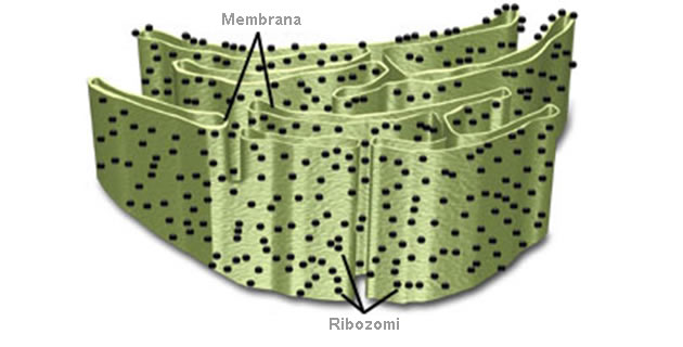 Endoplazmatski retikulum Endoplazmatski retikulum