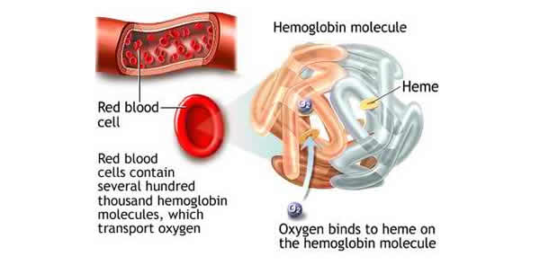 Hemoglobin Hemoglobin