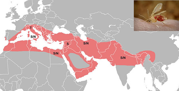 Phlebotomus pappataci Phlebotomus pappataci